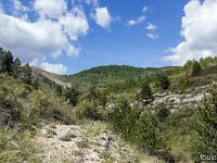 Paysages Ht Provence - Ht Alpes - Var - BDR  Paysage magnifique pour cette ceuillette. Ici, à un peu plus 1000m d'altitude, le thym est en pleine floraison !