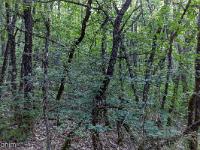 Images de nature  Sous-bois de chênes