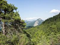 Images de nature  Ubac du Molard et rocher de la Baume  (1147 m)