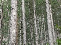 Images de nature  Sous-bois de pins noirs