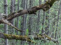 Images de nature  Sous-bois de pins noirs et chêne mort