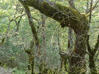 Images de nature  Sous-bois sombre et moussu à l'ubac du collet (Nord/Ouest)