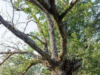 Images de nature  Chêne blanc séculaire en sous-bois