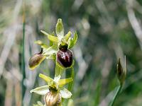 Boucle Esparron-la-Bâtie via le lac des Monges  Ophrys