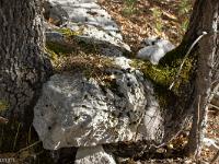 Tour du cirque de Valbelle  Cette pierre se fait petit à petit "manger" par ces deux chênes blancs