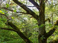 Tour du Molard - 7 septembre 2019  Vénérable chêne pubescent en bordure de sentier