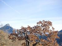 Arbres  Sisteron - Plateau de Soleillet