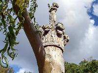 Arbres  Dans le parc du château de Chenonceau