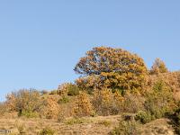 Au nord de la montagne de Gache  Encore un magnifique chêne pubescent séculaire (Zoom)