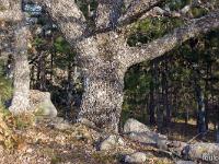 Paysages à l'Ouest d'Upaix  Joli spécimen de chêne pubescent