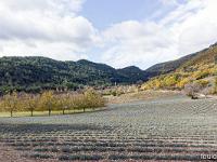 Autour de Ballons - Drôme  Lavande et noyers à la sortie Sud de Ballons ...