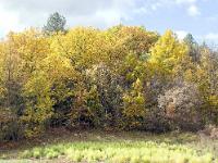 Autour de Ballons - Drôme  A l'orée du bois ...