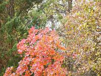 Autour de Ballons - Drôme  Flamboyance d'automne ...