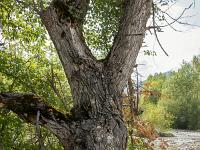 Le Buech vers Ribiers  Vieil arbre dans le lit du torrent de Clarescombes