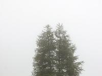 Col du Festre  Mélèze dans la brume