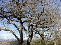 Sisteron : Collet - Virail - Marquise  Chênes pubescents ...