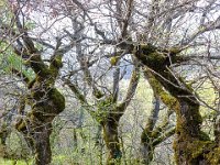 Sisteron : Collet - Virail - Marquise  Le sentier vers le Virail à l'Ouest du Collet ...