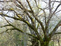 Sisteron : Collet - Virail - Marquise  De vieux chênes pubescents bien moussus ! ...