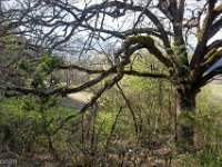 Sisteron : Collet - Virail - Marquise  Un vieux chêne pubescent étant sa ramure ...