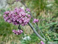 sisteron-collet-fleurs-06-04-26-001  Fleurs d'ail sauvage ...