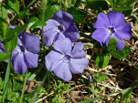 sisteron-collet-fleurs-06-04-26-003  Pervenches ...