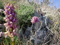sisteron-collet-fleurs-06-04-26-005  Orchidée et ail sauvage ...