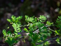 sisteron-collet-fleurs-06-04-26-006  Les premières feuilles pointes ! ...