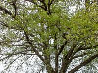 Sisteron Collet Marquise - Printemps 2020  Bel arbre au Collet (Ouest)
