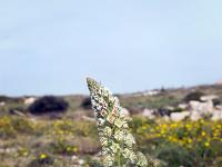Méditerranée - Côte Bleue