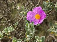 Méditerranée - Côte Bleue