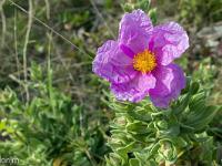 Méditerranée - Côte Bleue