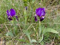Printemps 2014  Iris nains (montagne de Sumiou) 2/8