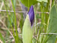 Printemps 2014  Iris nains (montagne de Sumiou) 3/8