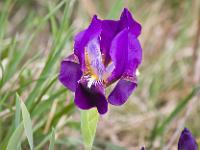Printemps 2014  Iris nains (montagne de Sumiou) 4/8