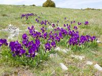 Printemps 2014  Iris nains (montagne de Sumiou) 1/8