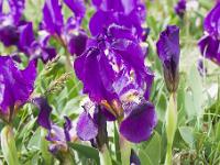 Printemps 2014  Iris nains (montagne de Sumiou) 5/8