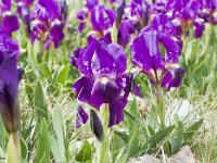 Printemps 2014  Iris nains (montagne de Sumiou) 6/8