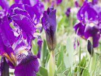 Printemps 2014  Iris nains (montagne de Sumiou) 7/8