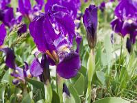 Printemps 2014  Iris nains (montagne de Sumiou) 8/8