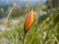 Printemps 2014  Tulipe sauvage 2/2