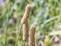 Sisteron flore intra muros  Bistorte Officinale (Bistorta Officinalis)  ...