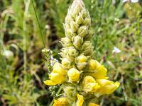 Sisteron flore intra muros  Bouillon Blanc (Verbascum Thapsu) ...