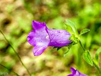 Sisteron flore intra muros  Campanule des Alpes (Campanula Alpestris) ...