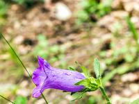 Sisteron flore intra muros  Campanule des Alpes (Campanula Alpestris) ...