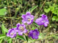 Sisteron flore intra muros  Campanule des Alpes (Campanula Alpestris) ...