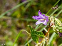 Sisteron flore intra muros  Campanule Gantelée (Campanula Trachelium) ...