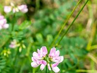 Sisteron flore intra muros  Coronille Bigarée (Coronilla Varia) ...