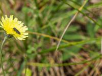 Sisteron flore intra muros  Epervière ...