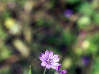 Sisteron flore intra muros  Géranium Mou (Geranium Molle) ...