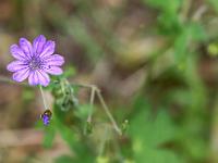 Sisteron flore intra muros  Géranium Mou (Geranium Molle) ...